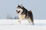 SIBERIAN HUSKY 214